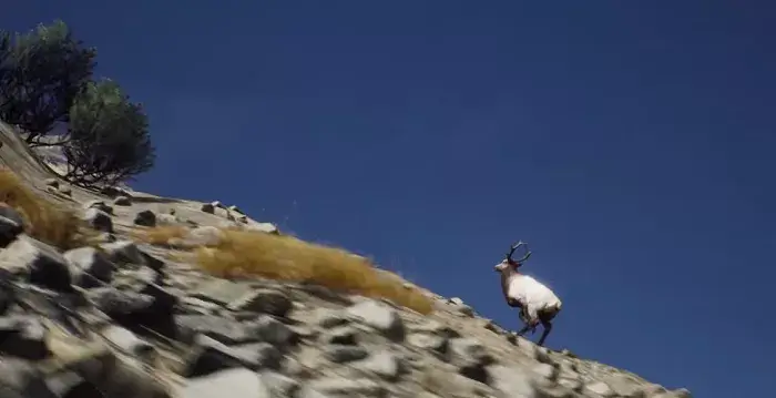 Way of the Hunter (2022) PC | RePack by Chovka